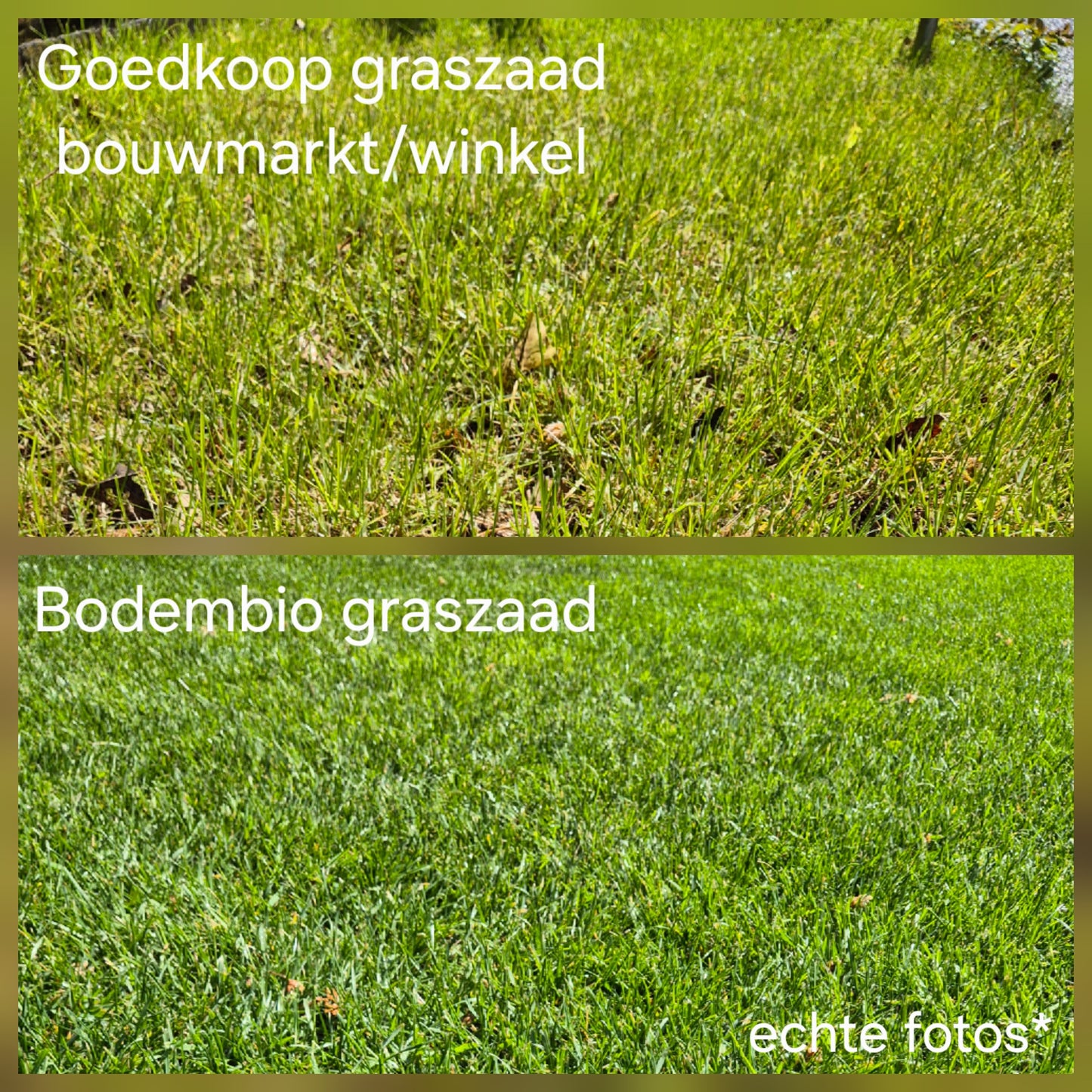 Bodembio Sport & Speel graszaad